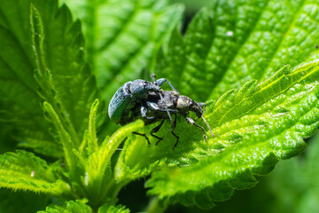 Phyllobius argentatus is a species of short nosed weevil commonly known as the silver green leaf weevil