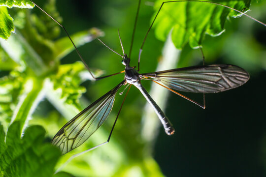 NephrotomaBilder StockFotos & Videos. Adobe Stock