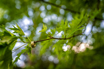 Wedding ring in nature