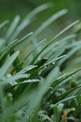 Obraz premium young green grass in the dew