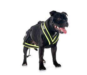 staffordshire bull terrier