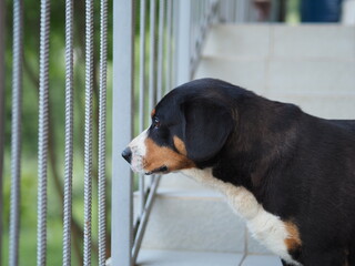 beagle puppy looking out of the fence