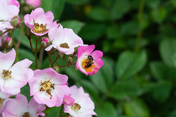 Fototapeta na wymiar A bee collects pollen from a dog-rose at cloudy spring day