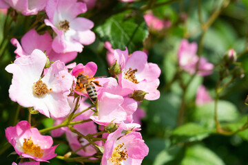 Bee collect pollen from Dog-flower at sunny spring day after rain, selective focus, shallow depth of field. Photo series with bee on dog-flower