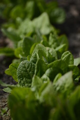 young green sorrel in the garden