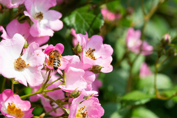 Bee collect pollen from Dog-flower at sunny spring day after rain, selective focus, shallow depth of field. Photo series with bee on dog-flower