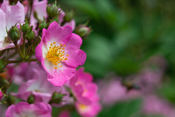 Dog-rose on green background at cloudy spring day after rain, selective focus, shallow depth of field