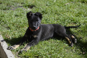 Naklejka na ściany i meble black dog on grass
