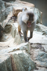Baboon on rock. Relaxed monkeys that live in the family association. Big monkeys