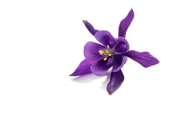 Lilac Aquilegia flower on a white background, close-up, design element.