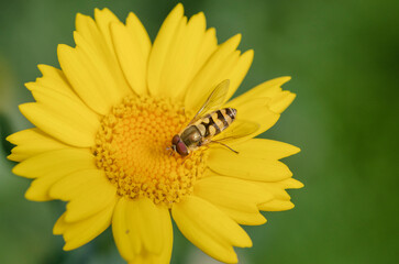 A wasp on yellow flowers