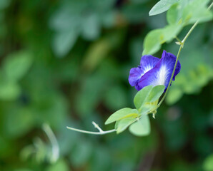 Close up of Purple flower on leaf vine
