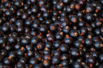 black currant background