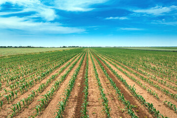 Fototapeta na wymiar Corn maize crop sprouts in cultivated agricultural field in diminishing perspective