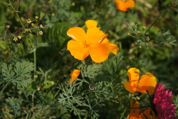 Obraz premium yellow flowers