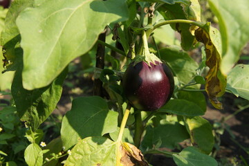 eggplant in the garden