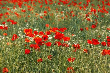Fototapeta premium Papaver rhoeas or red poppy flower in meadow. This flowering plant is used a symbol of remembrance of the fallen soldiers.
