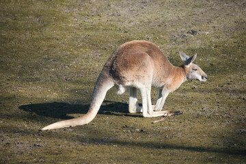 red kangaroo sitting on a meadow. mammal from australia. red brown fur.