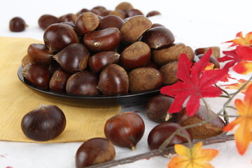 chestnut