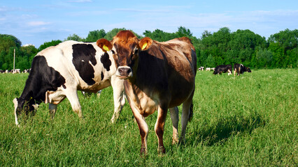 Fototapeta na wymiar Cows on a green field. Herd of cows at summer green field