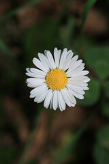Natural Bellis Perennis Macro Photo © Recep