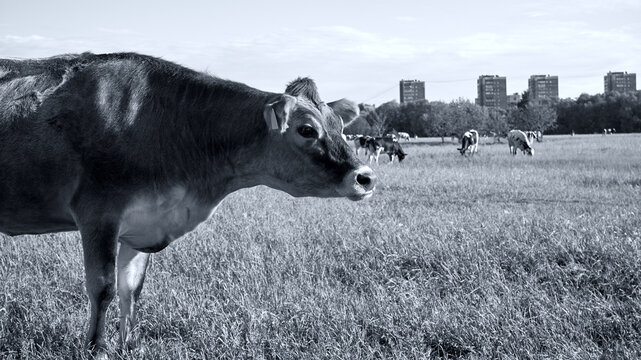 Portrait of a free-range cow near the city. Black and white toned photo of a cow grazing in a meadow