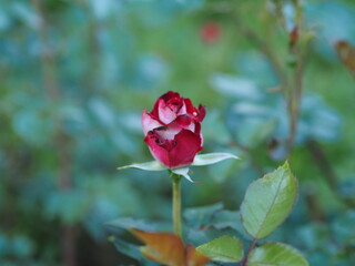 red rose in garden