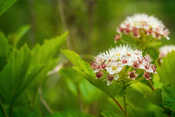 there are a lot of inflorescences of bushes on a sunny day in the forest