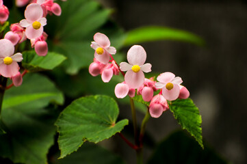 blossoming pink flowers