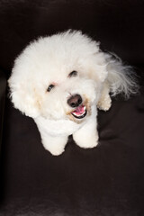 young bichon frise pet dog sits on the black sofa and looks up