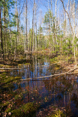 Obraz premium spring sunny forest puddles meltwater reflects trees and sky