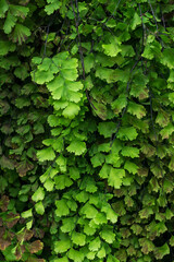 Green leaves of fern adiantum close up