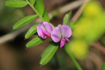 canavalia rosea pink flower macro