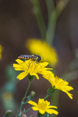 Image of bee or honey bee on flower nectar collection. Golden bee on flower pollen with space blur background for text. insects Animal.