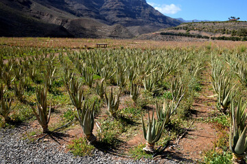 aloe vera field in gran canary island