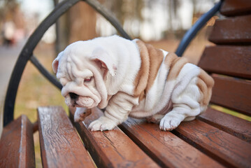 English bulldog puppy on a bench in a public park