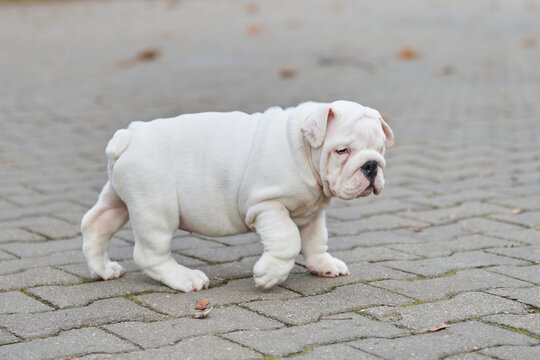 Puppy english bulldog playing, puppy in motion