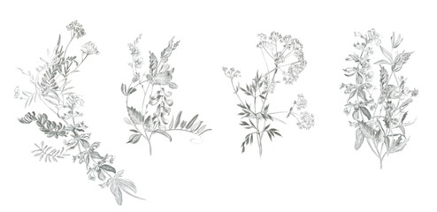 Bouquets of simple field plants drawn in pencil