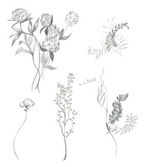 Pencil sketches of simple field plants and flowers