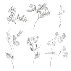 Pencil sketches of simple wildflowers