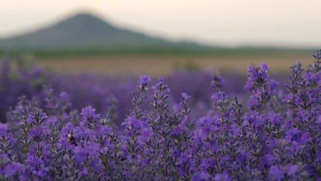 Lavender plantations in close-up. Professional broadcast quality in Apple ProRes ultra hd resolution.