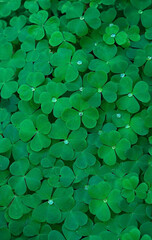 Green clover leaves with water drops close up, natural abstract background. Beautiful image of summer nature. three-leaves oxalis plant. shamrocks, St.Patrick's day holiday symbol. top view
