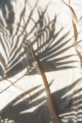 Shadow of palm leaf over beige surface.