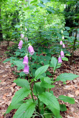 Digitalis purpurea, the foxglove or common foxglove, is a species of flowering plant in the plantain family Plantaginaceae. Light purple flowers