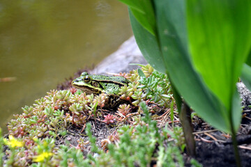 Fototapeta premium Lake or Pool Frog (Pelophylax lessonae), Marsh frog (Pelophylax ridibundus), edible frog (Pelophylax esculentus) on the edge of the pond. Cute green frog resting on the shore of the pond