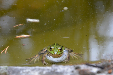Lake or Pool Frog (Pelophylax lessonae), Marsh frog (Pelophylax ridibundus), edible frog (Pelophylax esculentus) on the edge of the pond. Cute green frog resting on the shore of the pond