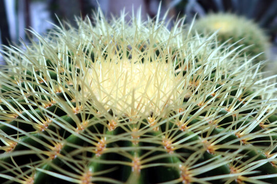 The Golden ball cactus (Echinocactus grusonii) closeup photo.