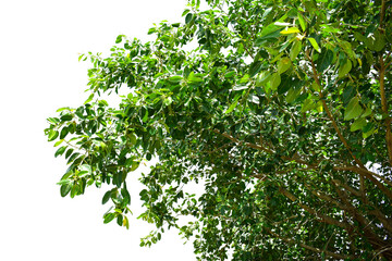 Fototapeta premium Ficus benghalensis, Banyan plant green leaf.