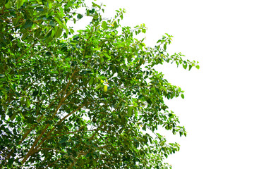 Ficus benghalensis, Banyan plant green leaf.