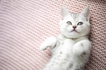 Cute gray and white kitten on a light knitted blanket. Pets. Comfort. british breed cat